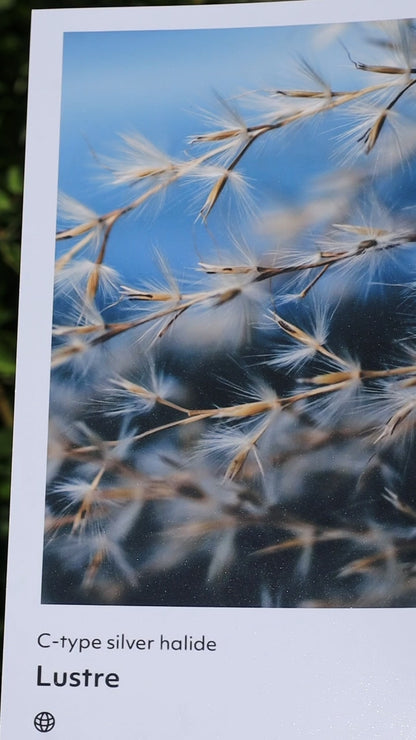 Professional Custom Prints - Lustre Photo Paper